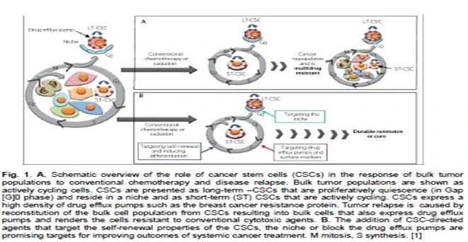 Diagram of cancer stem cell survival and recurrence after chemotherapy