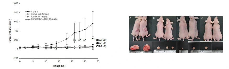 Tumor volume graph and photos from a Kominox-treated mouse model