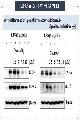 Inflammatory protein expression after NaAsO2 treatment